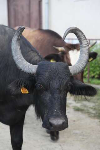 Виллы La Mosu Порумбаку-де-Сус Вилла-51